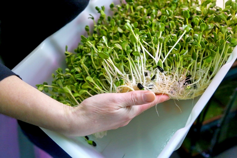 Как вырастить микрозелень подсолнечника