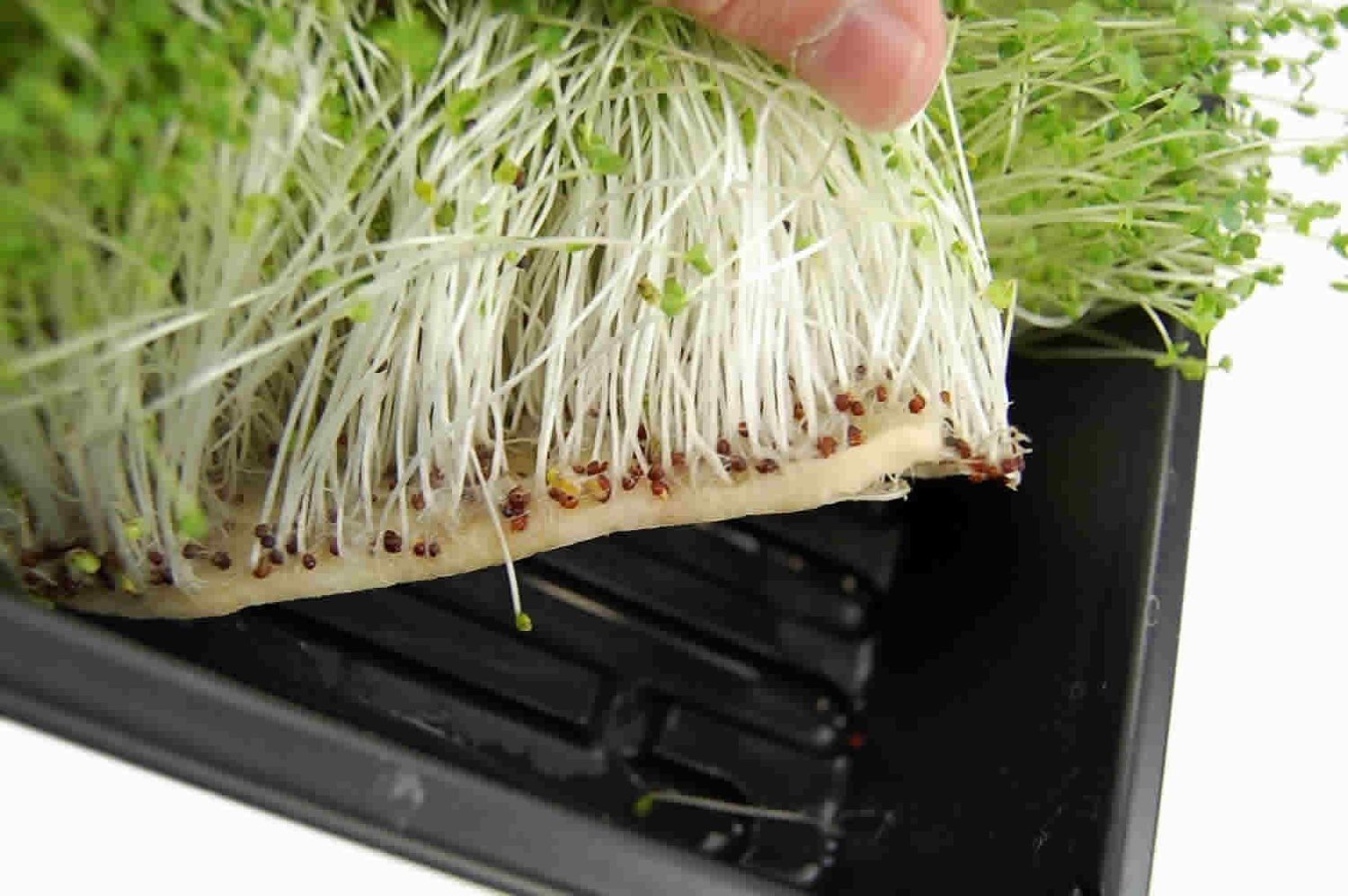 Семена микрозелень гидропоника